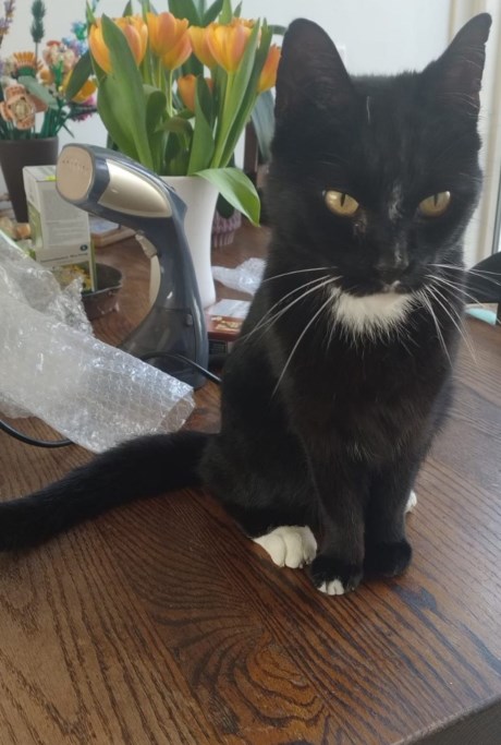 Kat Europese korthaar of huiskat