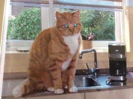 Kat Europese korthaar of huiskat