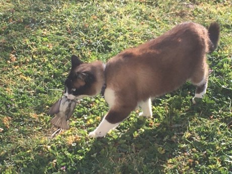 Kat Europese korthaar of huiskat