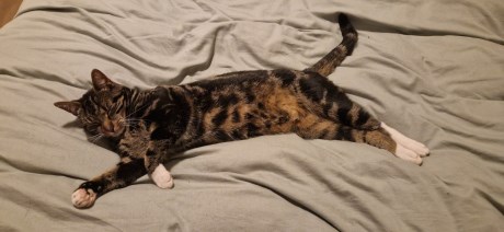 Kat Europese korthaar of huiskat