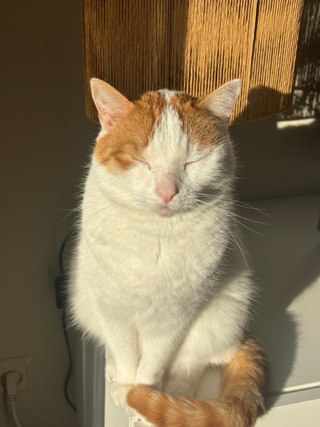 Kat Europese korthaar of huiskat