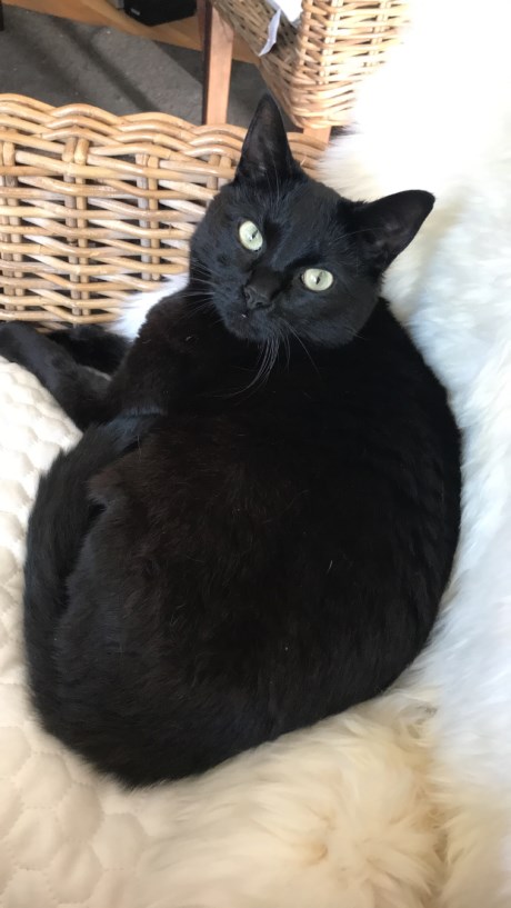 Kat Europese korthaar of huiskat