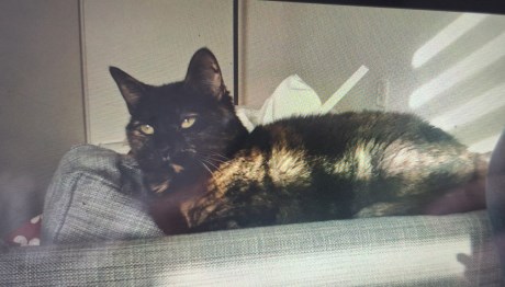 Kat Brits korthaar X