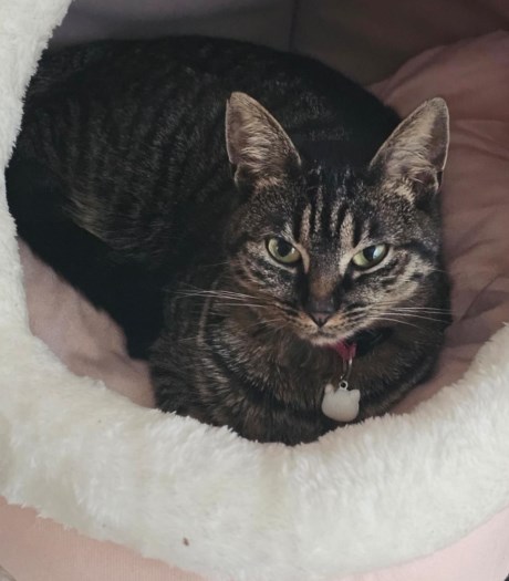 Kat Europese korthaar of huiskat