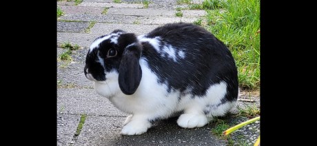 Knaagdier / Haasachtige Konijn