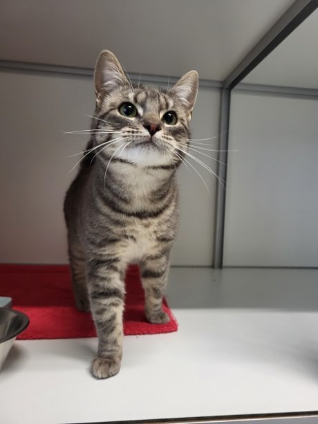 Kat Europese korthaar of huiskat