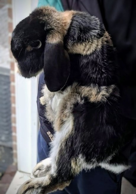 Knaagdier / Haasachtige Konijn
