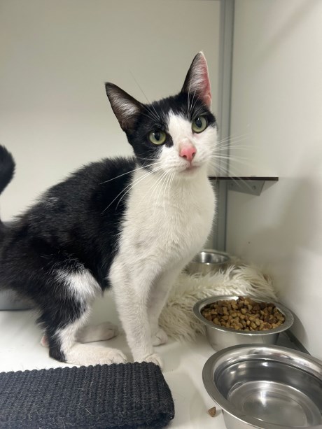 Kat Europese korthaar of huiskat