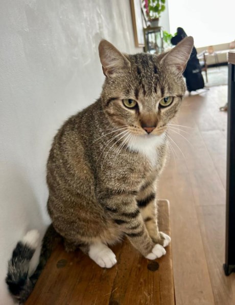 Kat Europese korthaar of huiskat