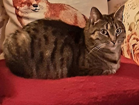 Kat Europese korthaar of huiskat