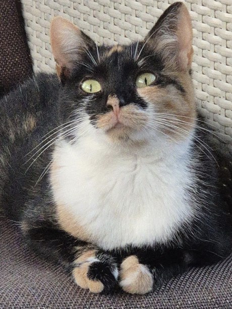 Kat Europese korthaar of huiskat