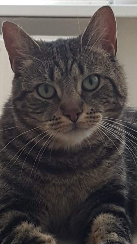 Kat Europese korthaar of huiskat