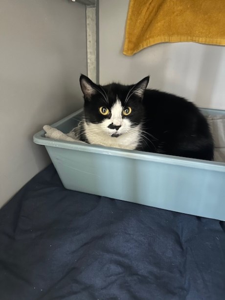 Kat Europese korthaar of huiskat