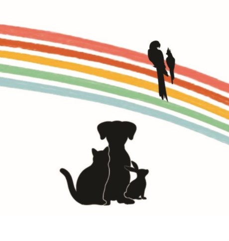 Kat Europese korthaar of huiskat