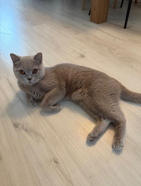 Kat Brits korthaar X