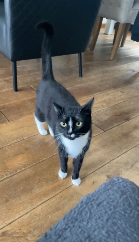 Kat Europese korthaar of huiskat