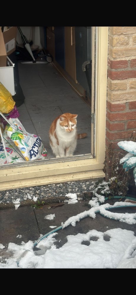 Kat Europese korthaar of huiskat