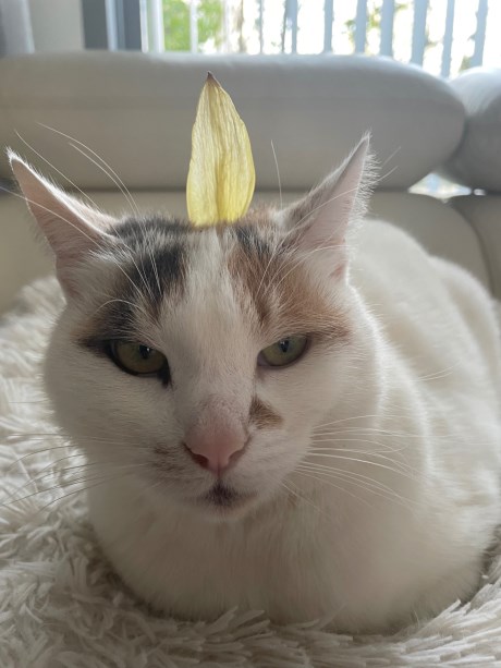 Kat Europese korthaar of huiskat