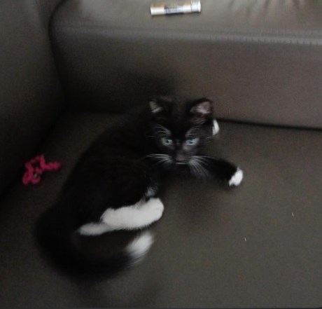 Kat Europese korthaar of huiskat