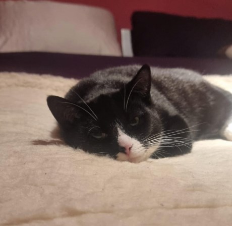 Kat Europese korthaar of huiskat