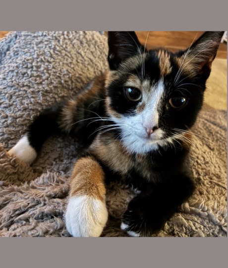 Kat Europese korthaar of huiskat