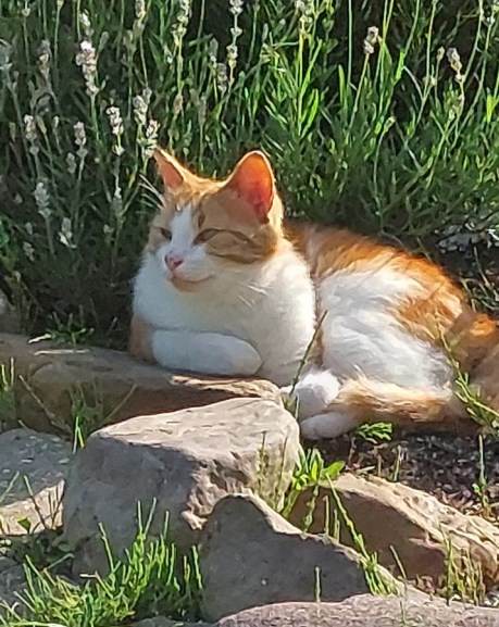 Kat Europese korthaar of huiskat