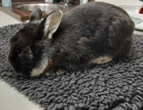 Knaagdier / Haasachtige Konijn