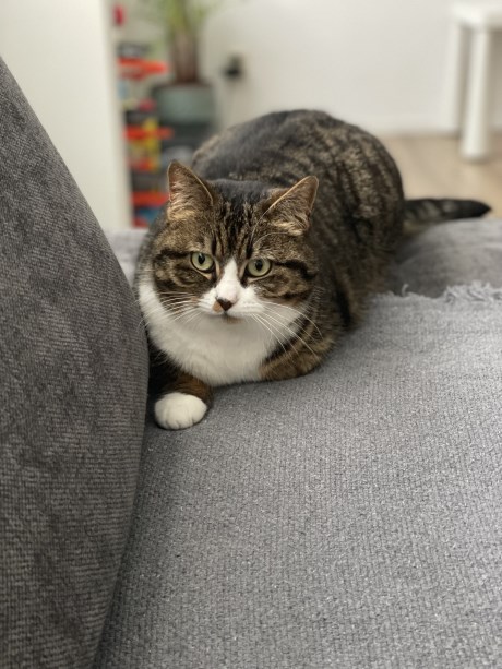 Kat Europese korthaar of huiskat