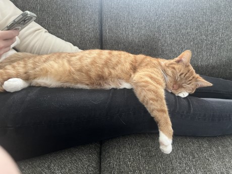 Kat Europese korthaar of huiskat