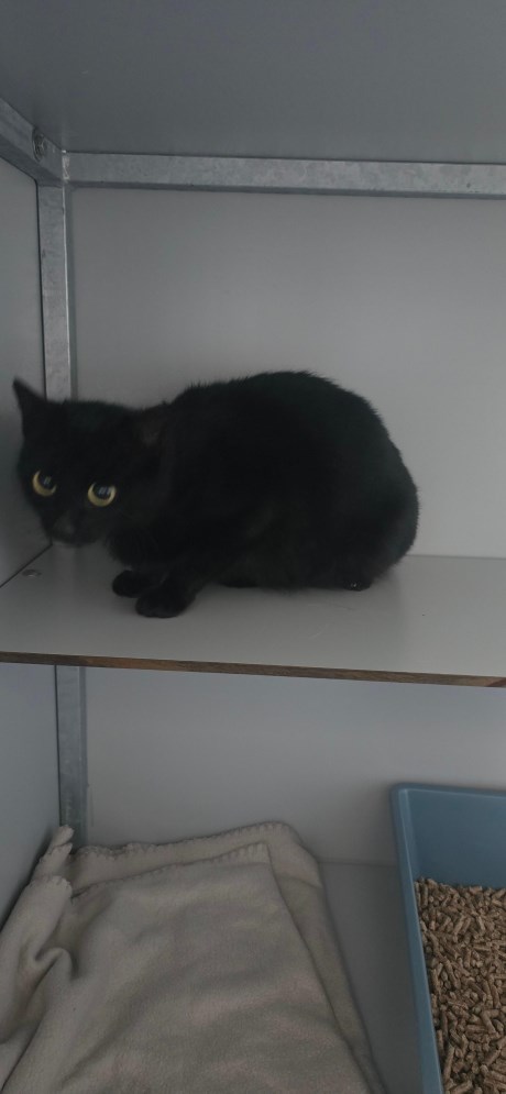 Kat Europese korthaar of huiskat