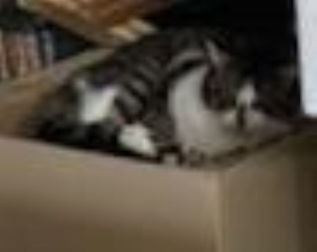 Kat Europese korthaar of huiskat