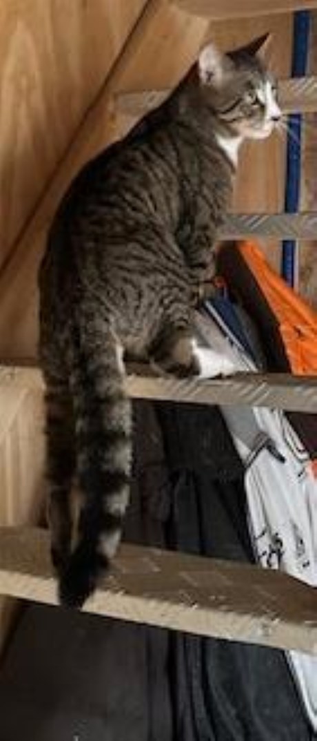 Kat Europese korthaar of huiskat