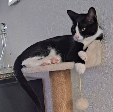 Kat Europese korthaar of huiskat