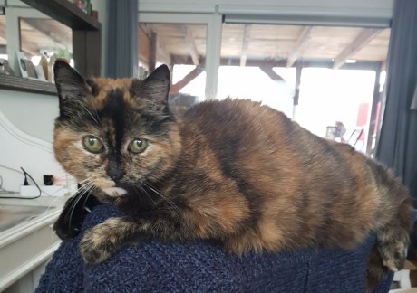 Kat Europese korthaar of huiskat