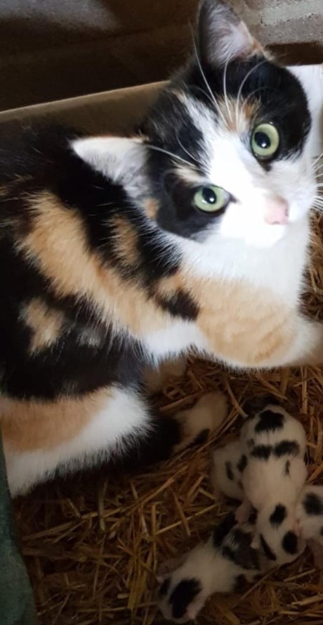 Kat Europese korthaar of huiskat