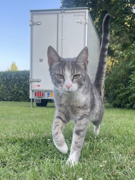 Kat Europese korthaar of huiskat