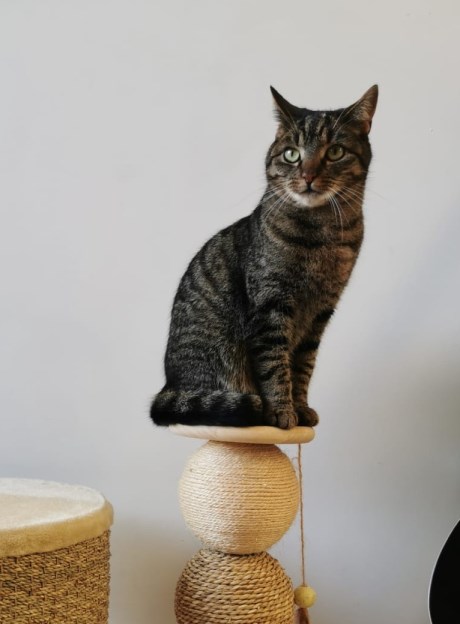 Kat Europese korthaar of huiskat