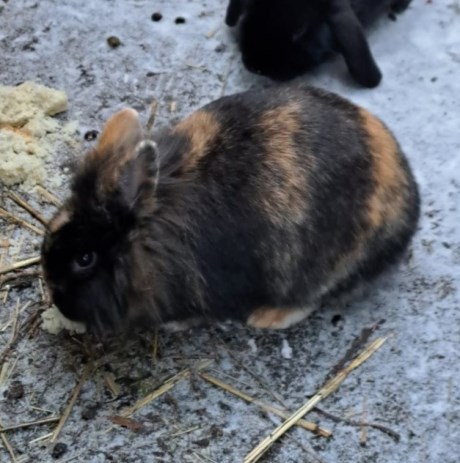 Knaagdier / Haasachtige Konijn