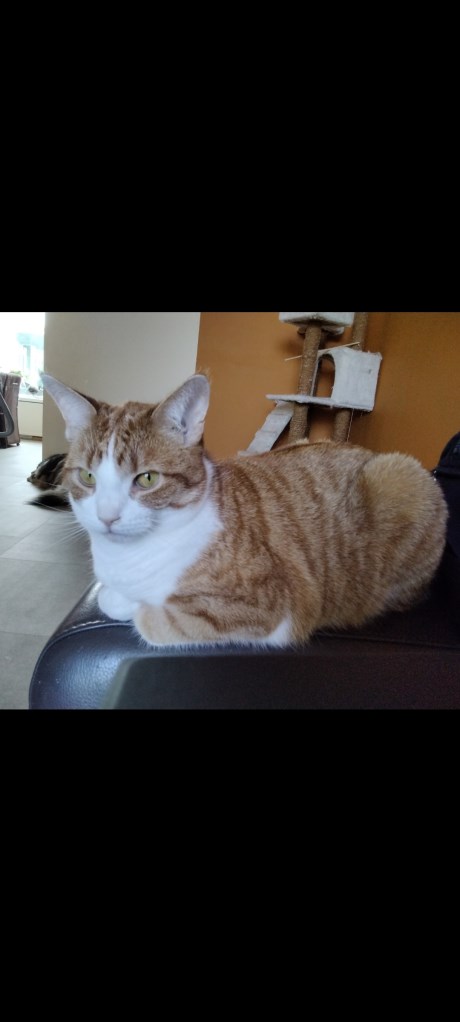 Kat Europese korthaar of huiskat