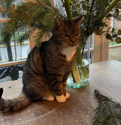 Kat Europese korthaar of huiskat