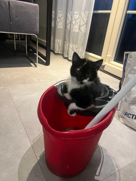 Kat Europese korthaar of huiskat