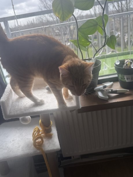 Kat Europese korthaar of huiskat