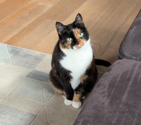 Kat Europese korthaar of huiskat