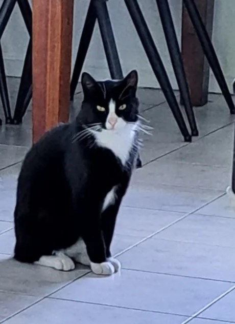 Kat Europese korthaar of huiskat