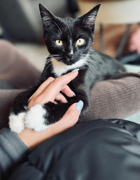 Kat Europese korthaar of huiskat