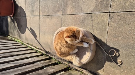 Kat Boskat/Siberisch