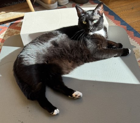 Kat Europese korthaar of huiskat