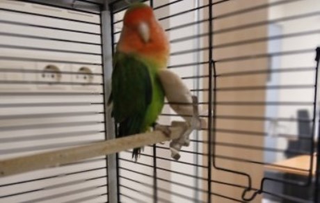 Vogel (Dwerg-)papegaai