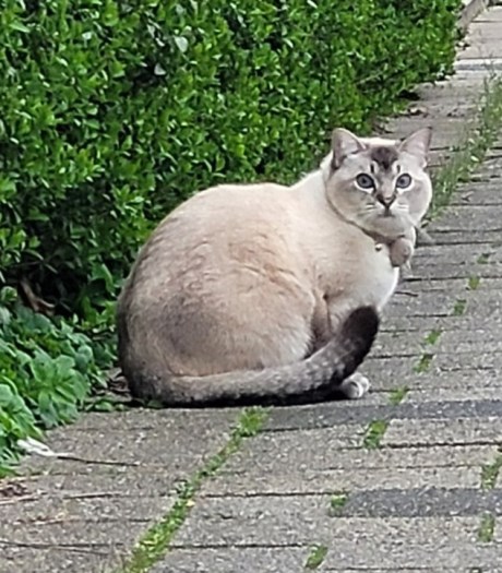 Kat Brits korthaar X