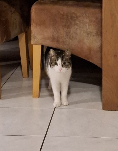 Kat Europese korthaar of huiskat